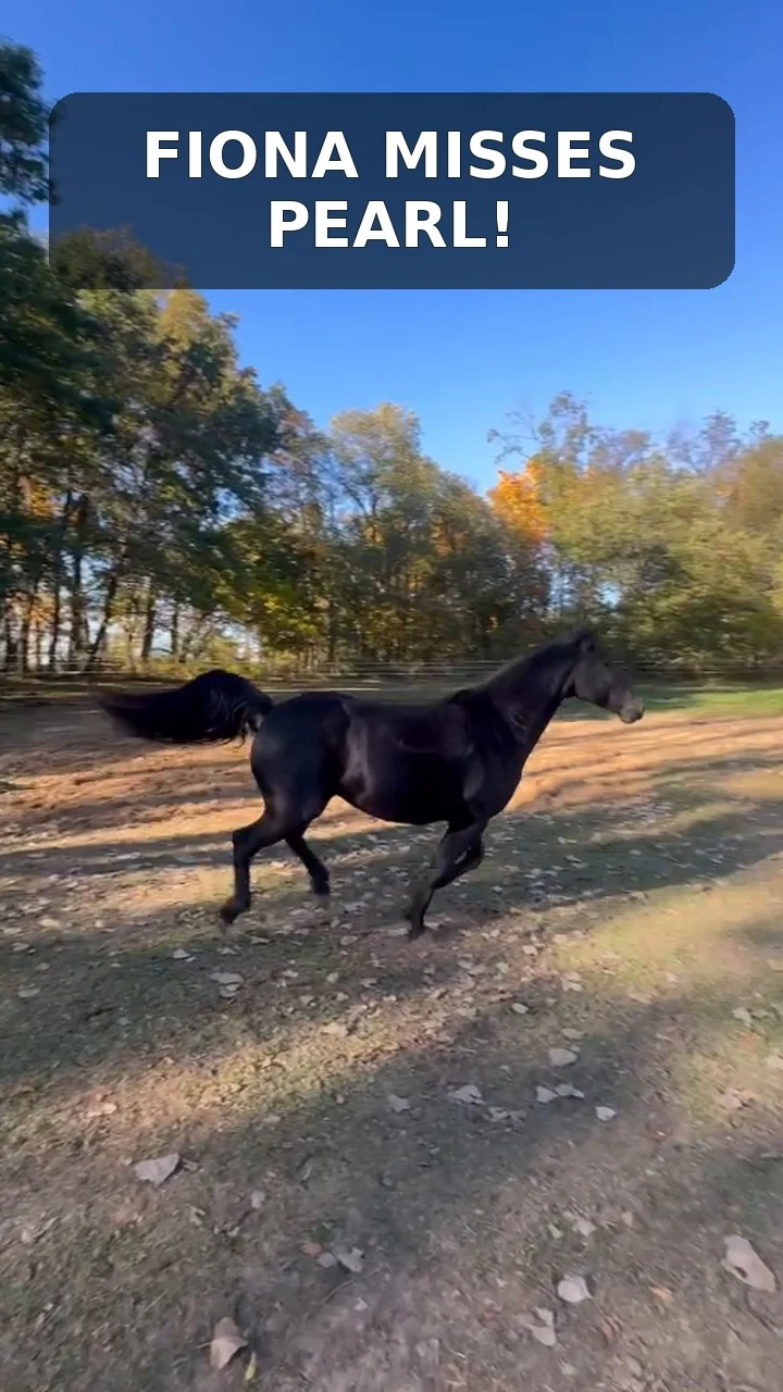 Fiona running in her autumn pasture after Pearl's visit.
