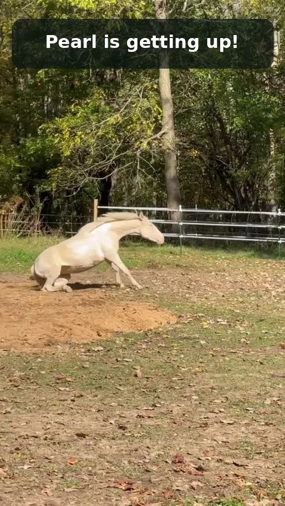 Pearl, a light-colored horse, getting up from the ground during a visit to the pasture.